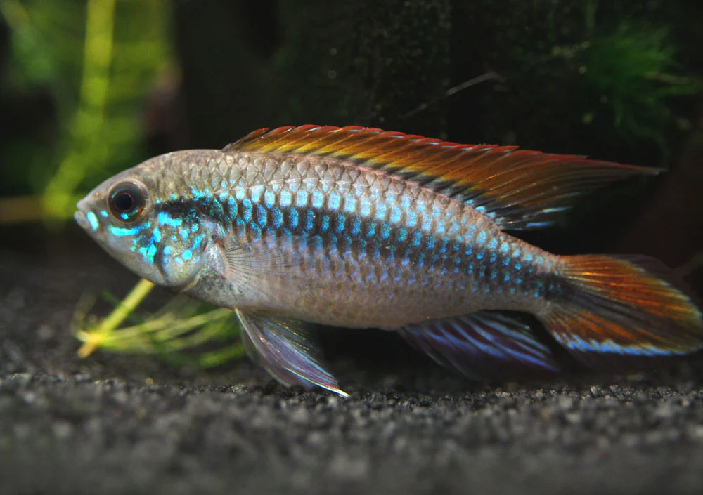 Double Red Agassizi's Dwarf Cichlid (Apistogramma cf. agassizii) - TANK-BRED!!!