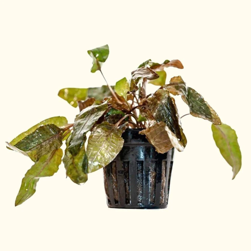Cryptocoryne Tropica