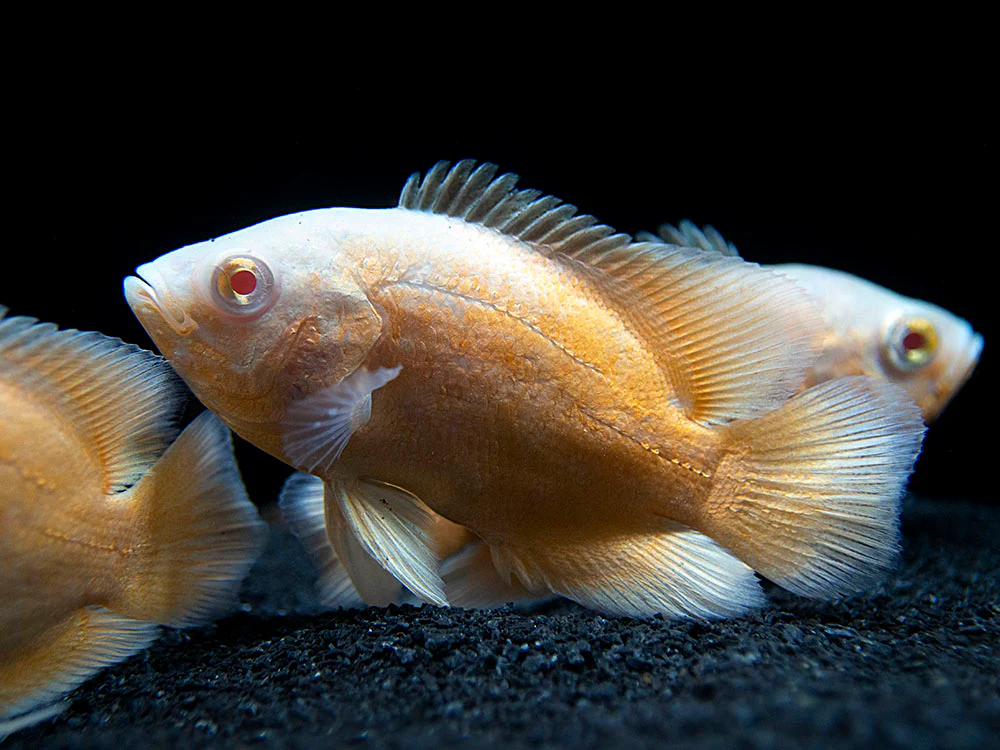 Albino Red Oscar (Astronotus ocellatus), Tank-Bred