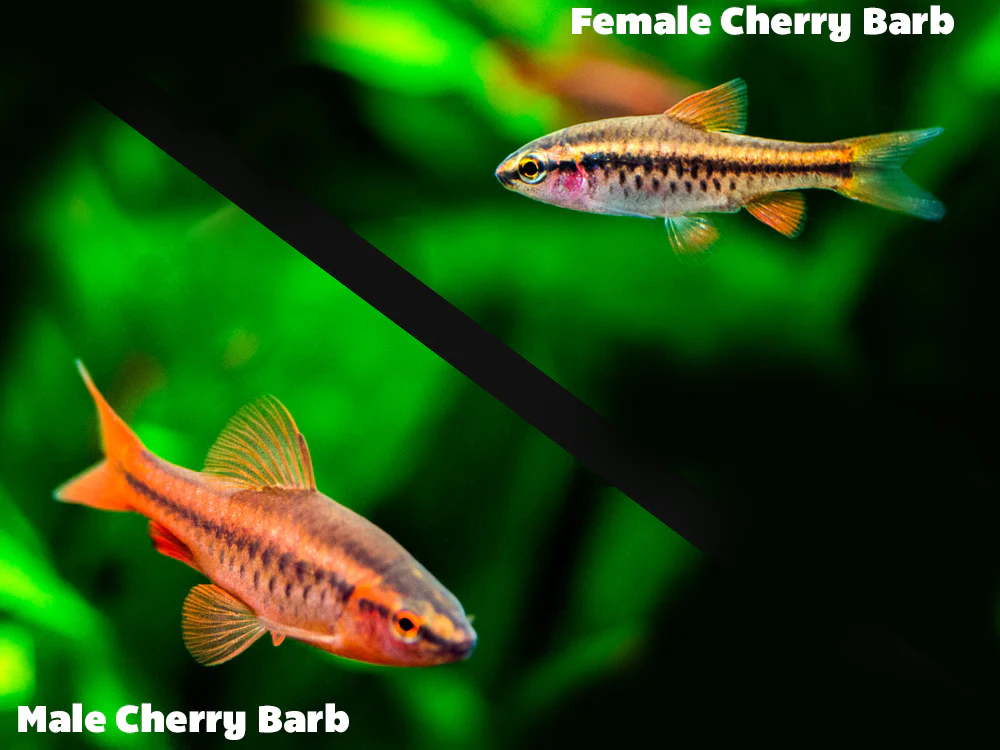 Cherry Barb (Puntius titteya), Tank-Bred