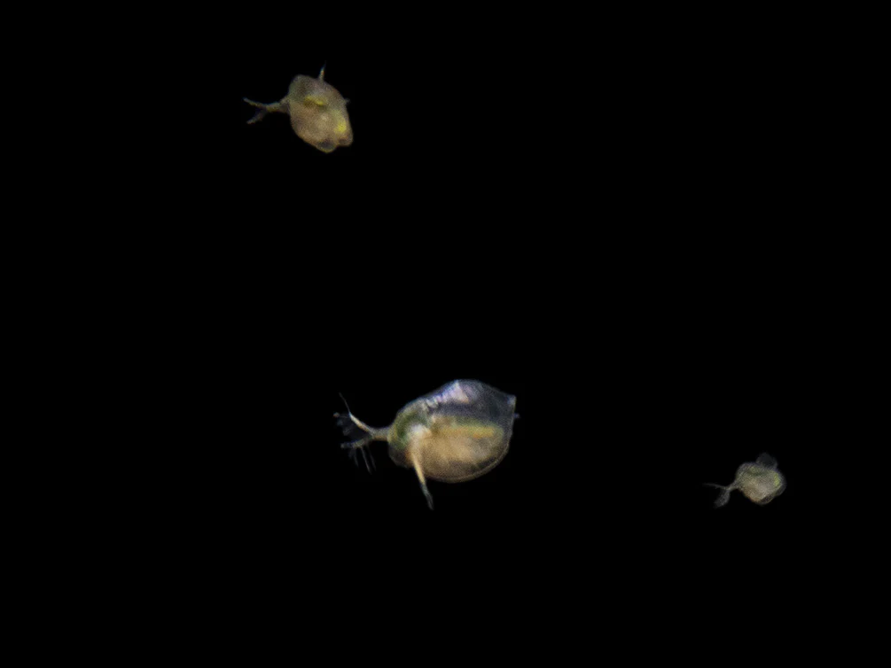 Live Daphnia AKA Water Flea (Daphnia magna) Culture - Aquatic Arts