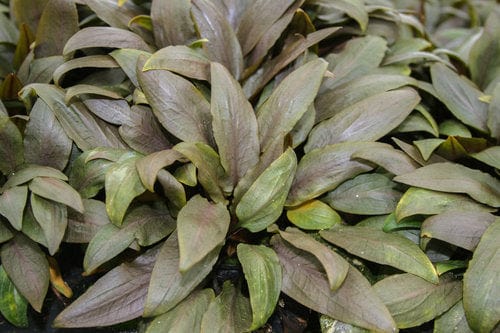 Cryptocoryne Undulata