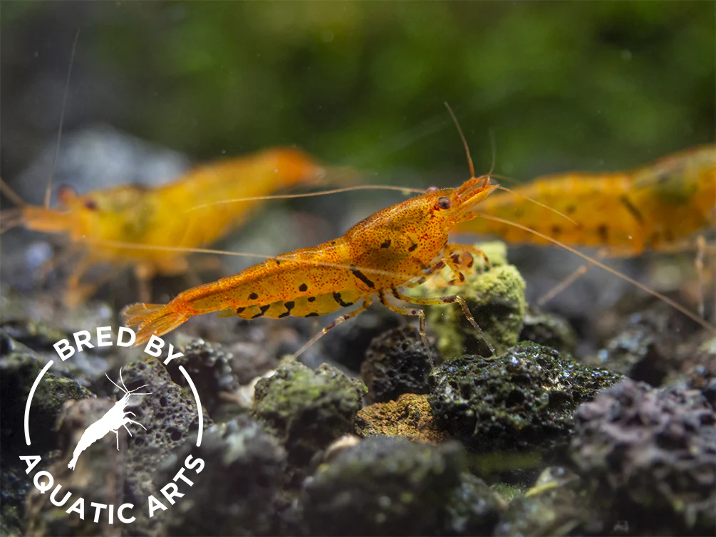 Bred By Aquatic Arts Planted Caridina Shrimp Combo Box (Caridina spp.)