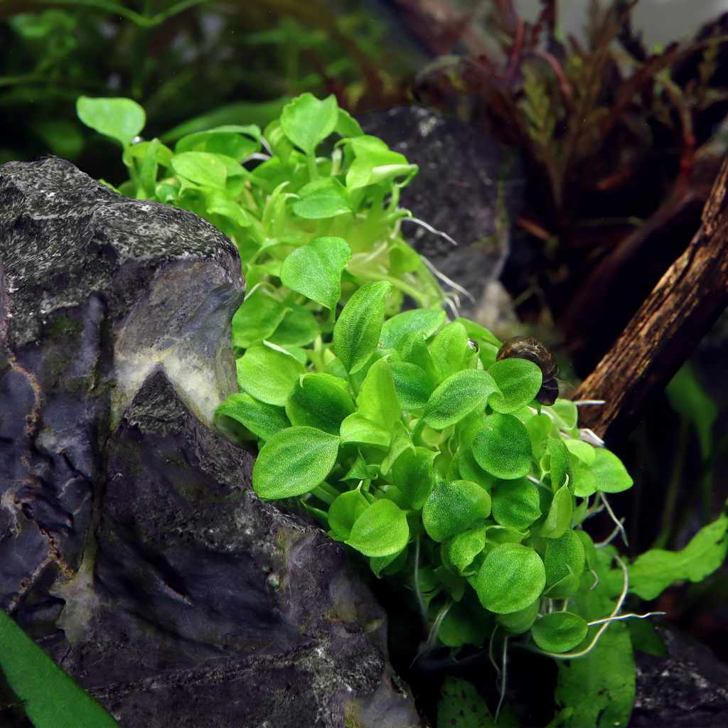 Schismatoglottis Prietoi Tissue Culture