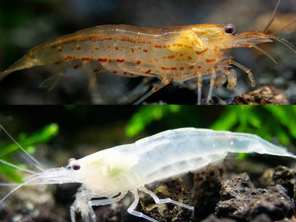 Creamsicle Amano Shrimp Combo Pack (Caridina multidentata Sun Orange / Snow)
