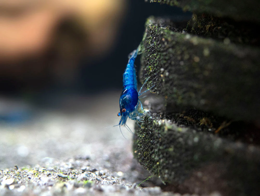 Dream Blue Velvet Shrimp Breeder Combo Box