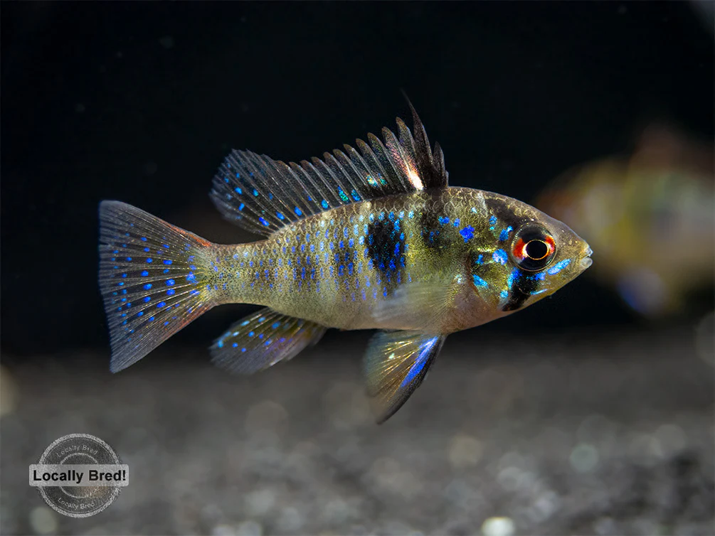 German Blue Ram Dwarf Cichlid (Mikrogeophagus ramirezi) - LOCALLY BRED!!!