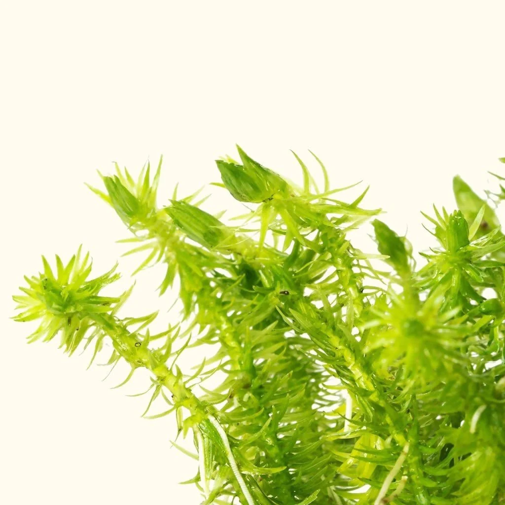 Mayaca Fluviatilis