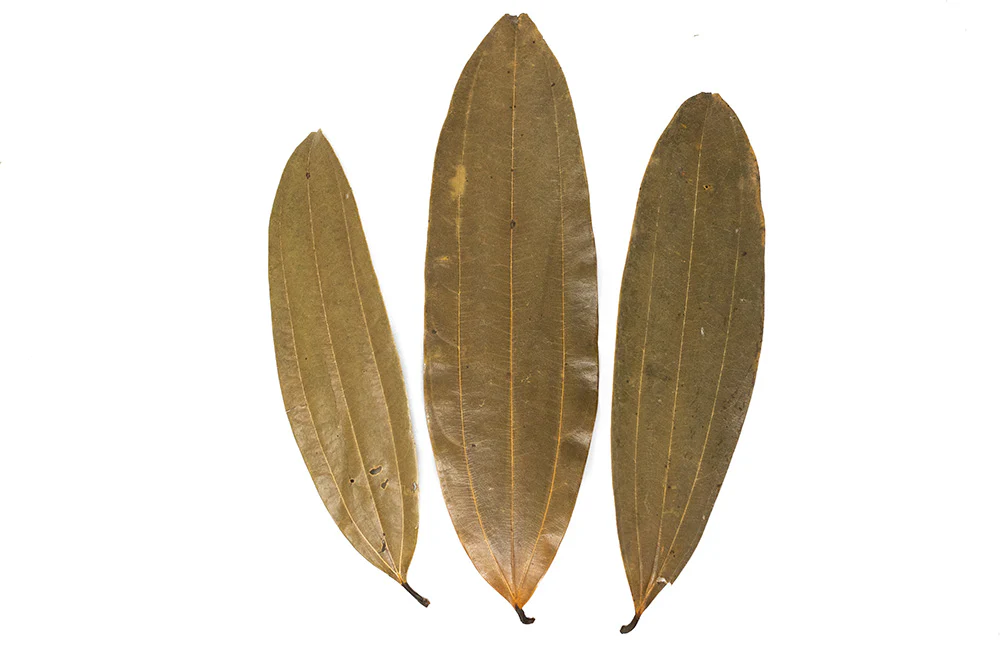 Cinnamon Leaves