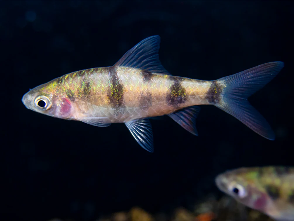 Tambraparni Barb (Puntius tambraparniei)