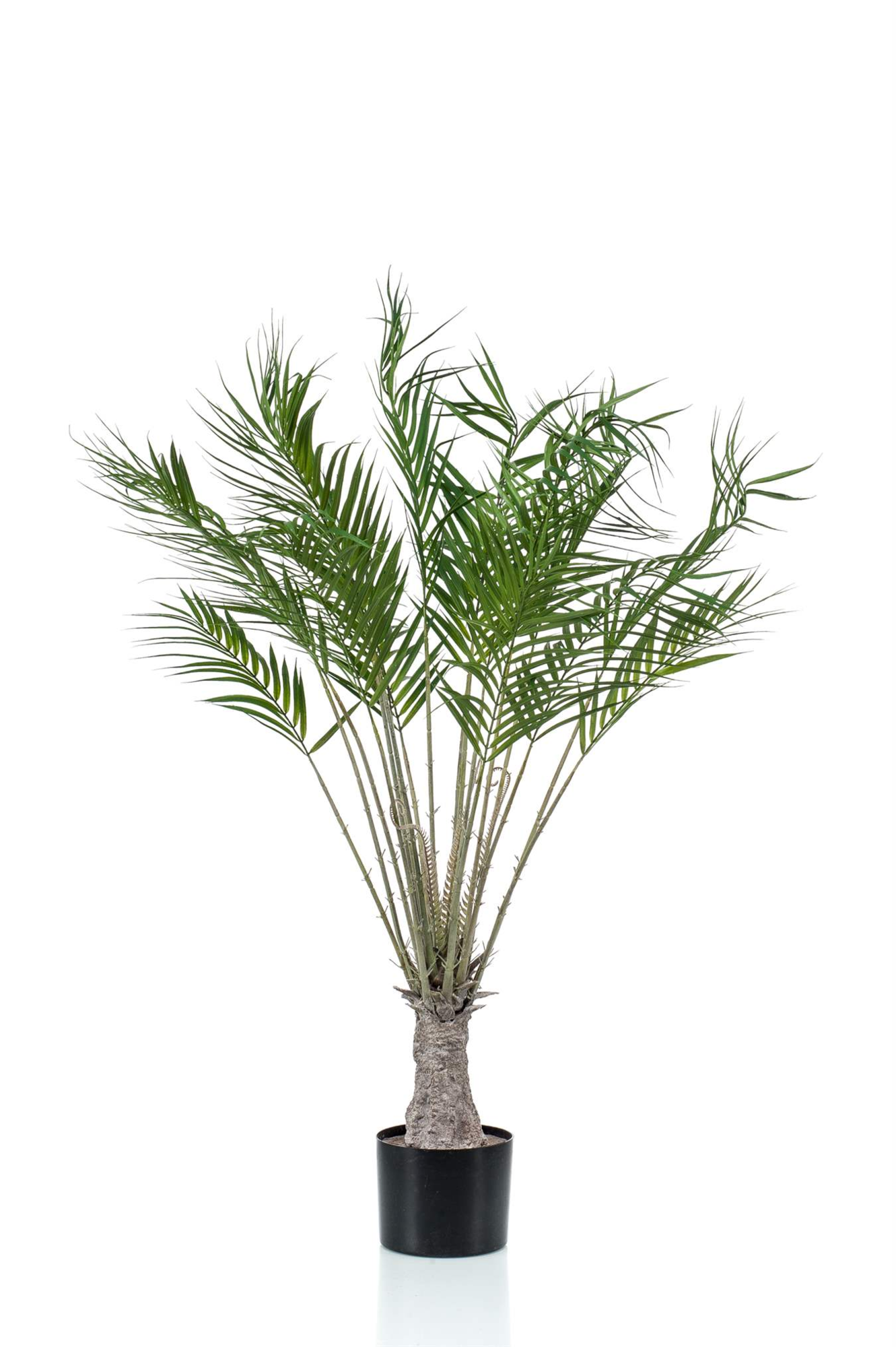 Chamaedorea on trunk