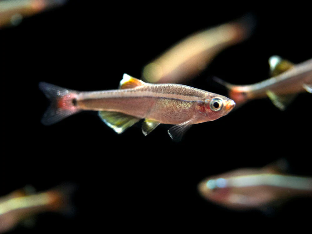 White Cloud Mountain Minnow (Tanichthys albonubes), Tank-Bred