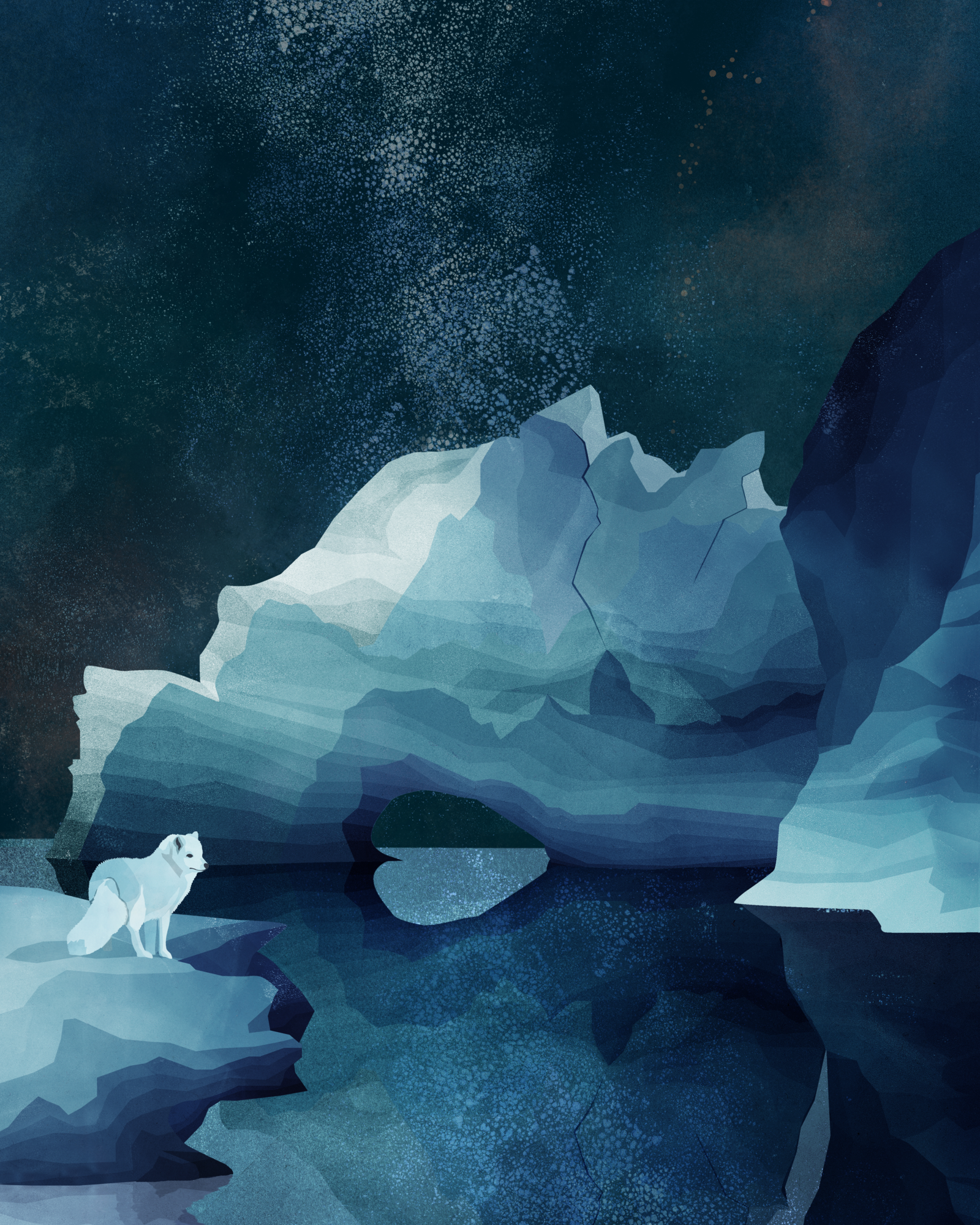 Poster Arctic Fox 40 x 50 cm