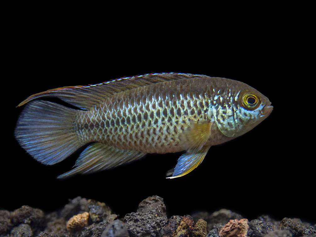Golden Dwarf Cichlid (Nannacara anomala), - Tank Bred