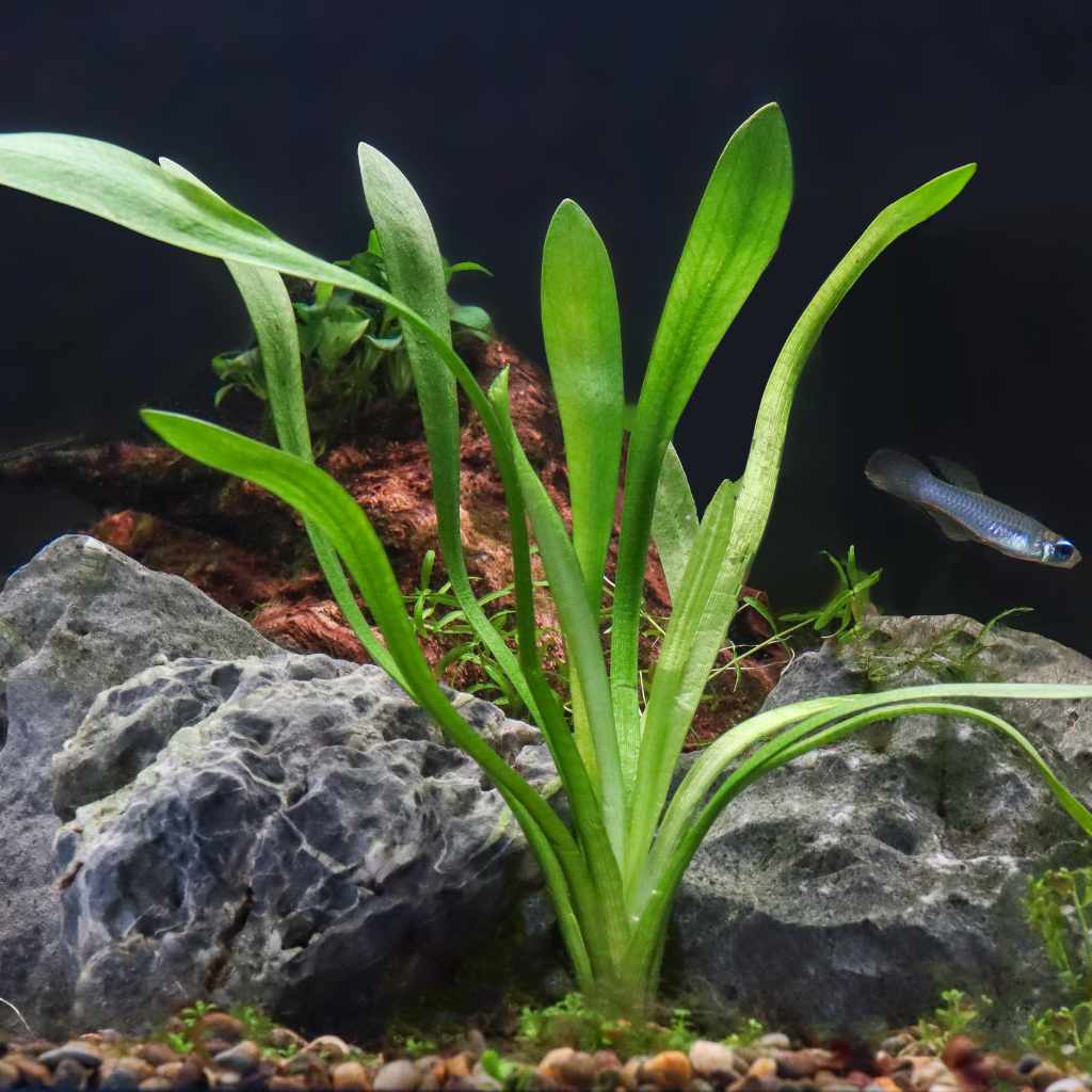 Dwarf Sagittaria