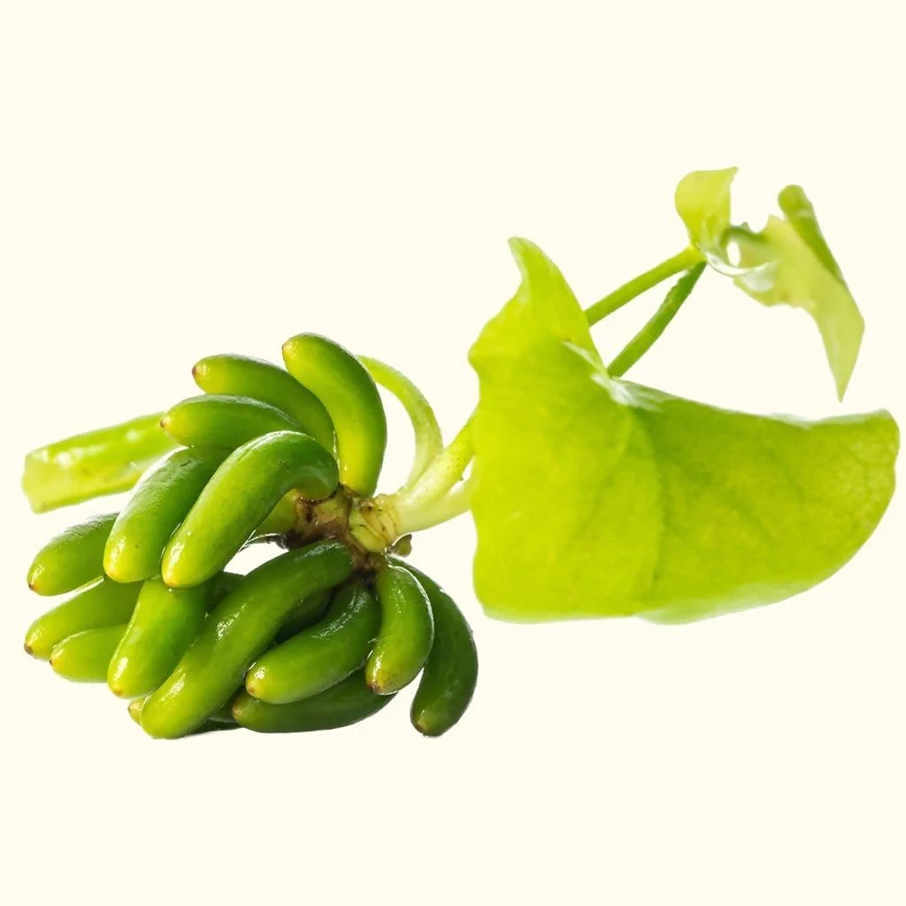Banana Plant