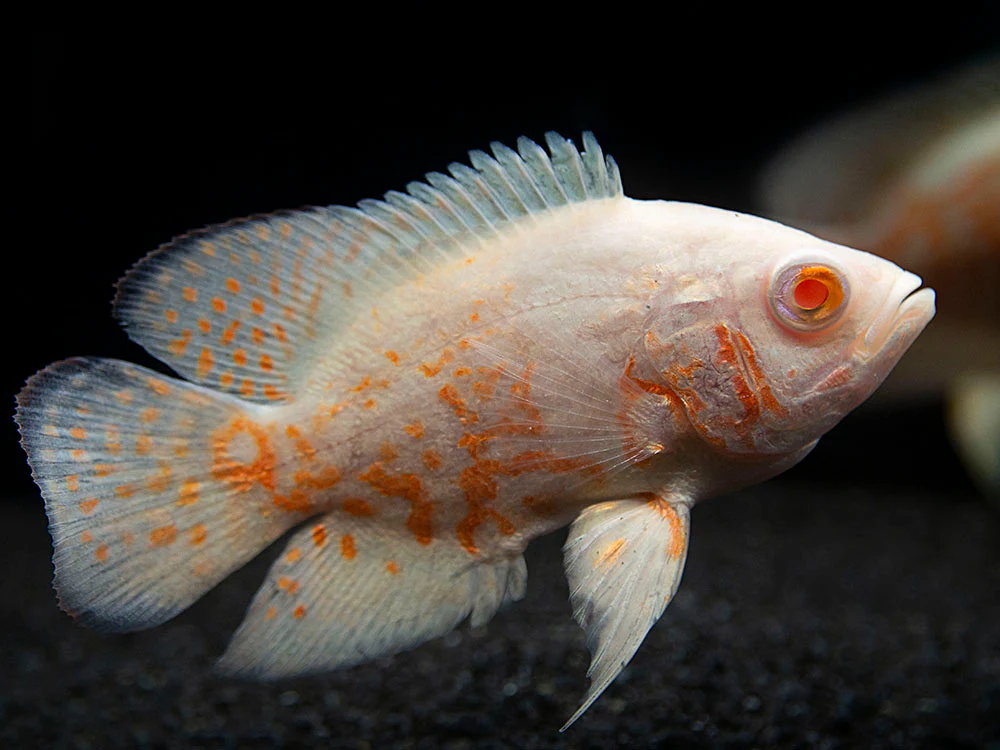 Albino Tiger Oscar (Astronotus ocellatus), Tank-Bred