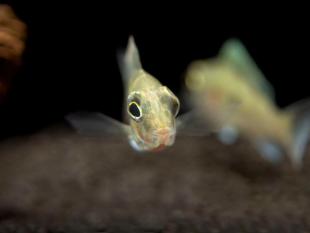 Sven's Eartheater Cichlid (Geophagus sveni), Tank-Bred!