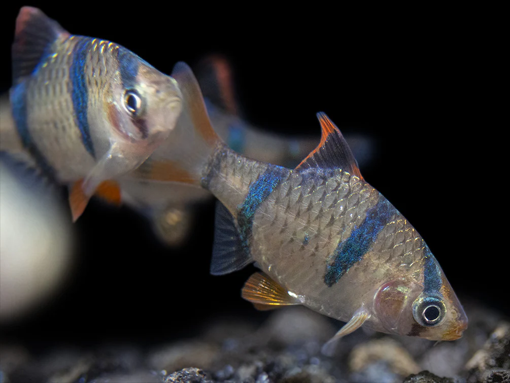 Tiger Barb (Puntigrus tetrazona), Tank-Bred