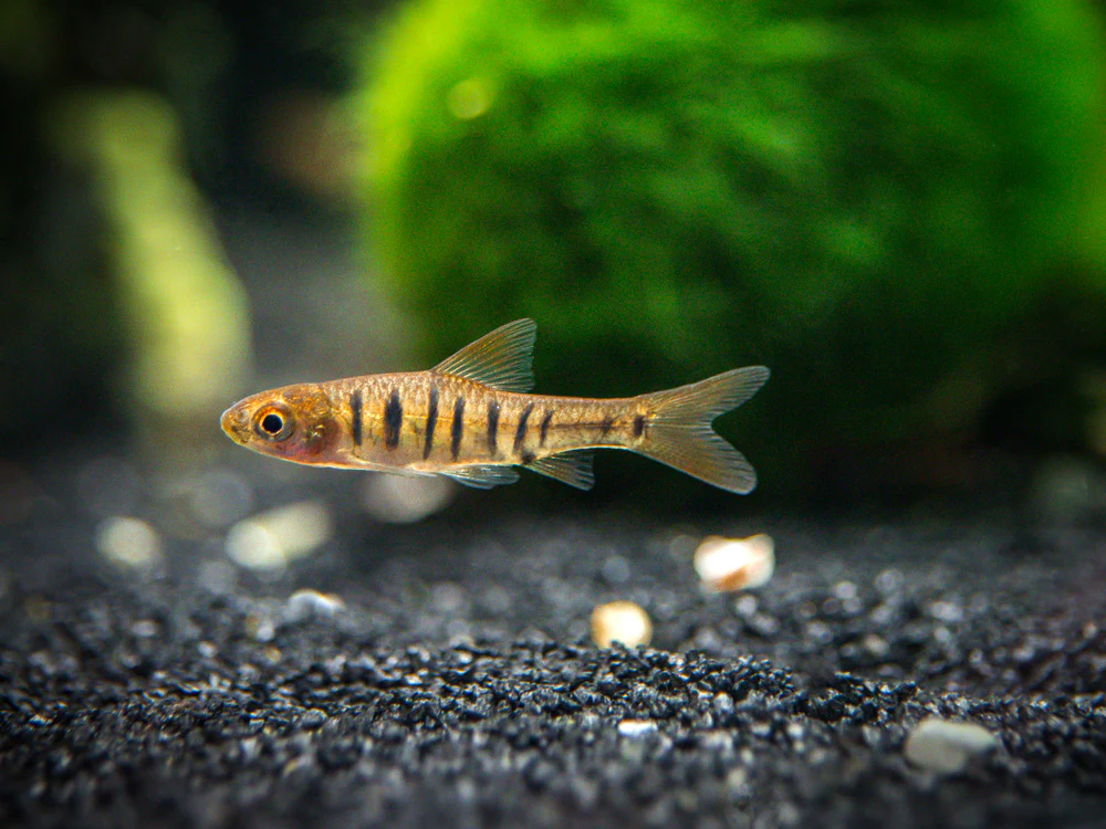 African Banded Barb (Barbus fasciolatus) - Tank-Bred