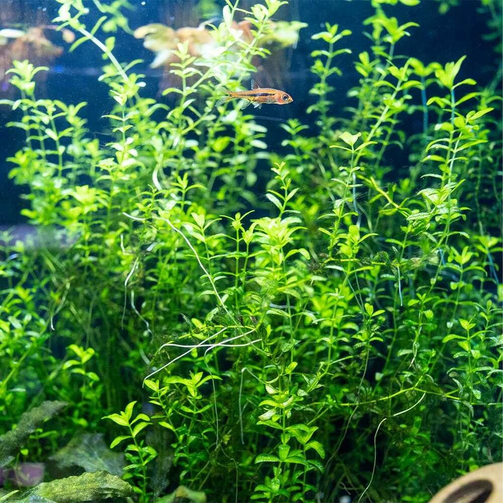 Pearl Weed