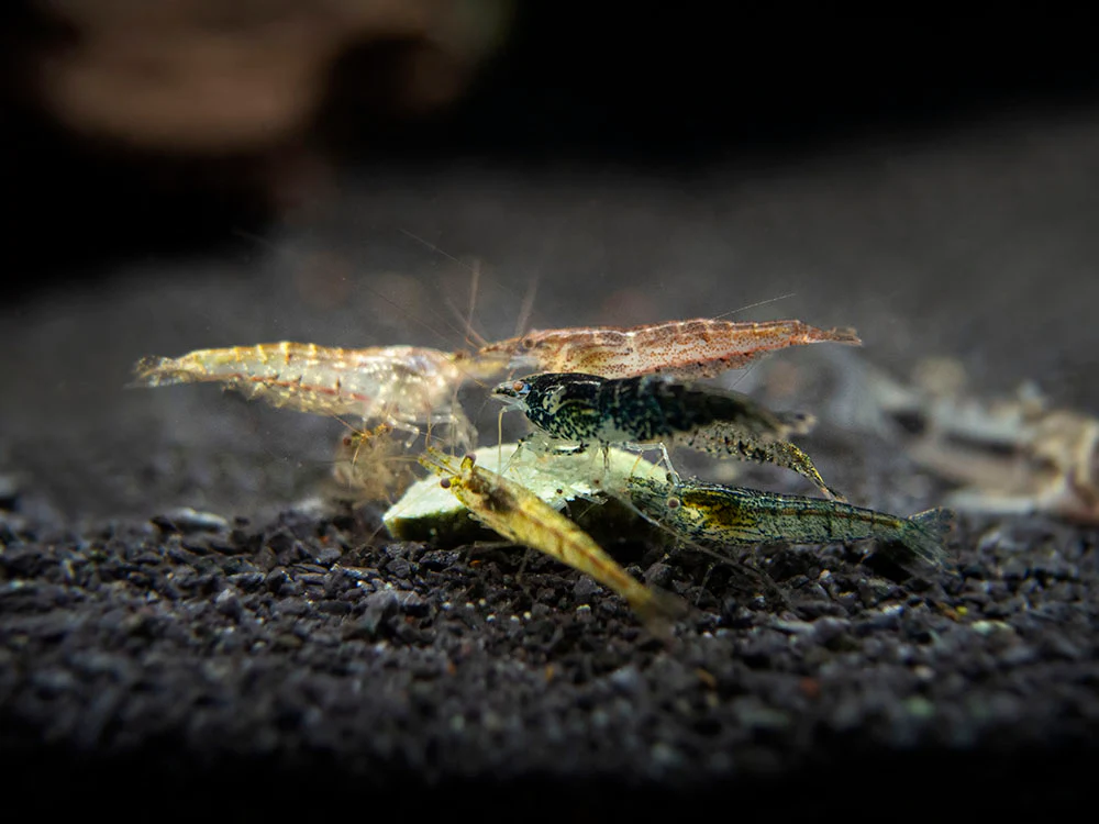 Wild Form Neocaridina Shrimp (Neocaridina davidi), Tank-Bred!