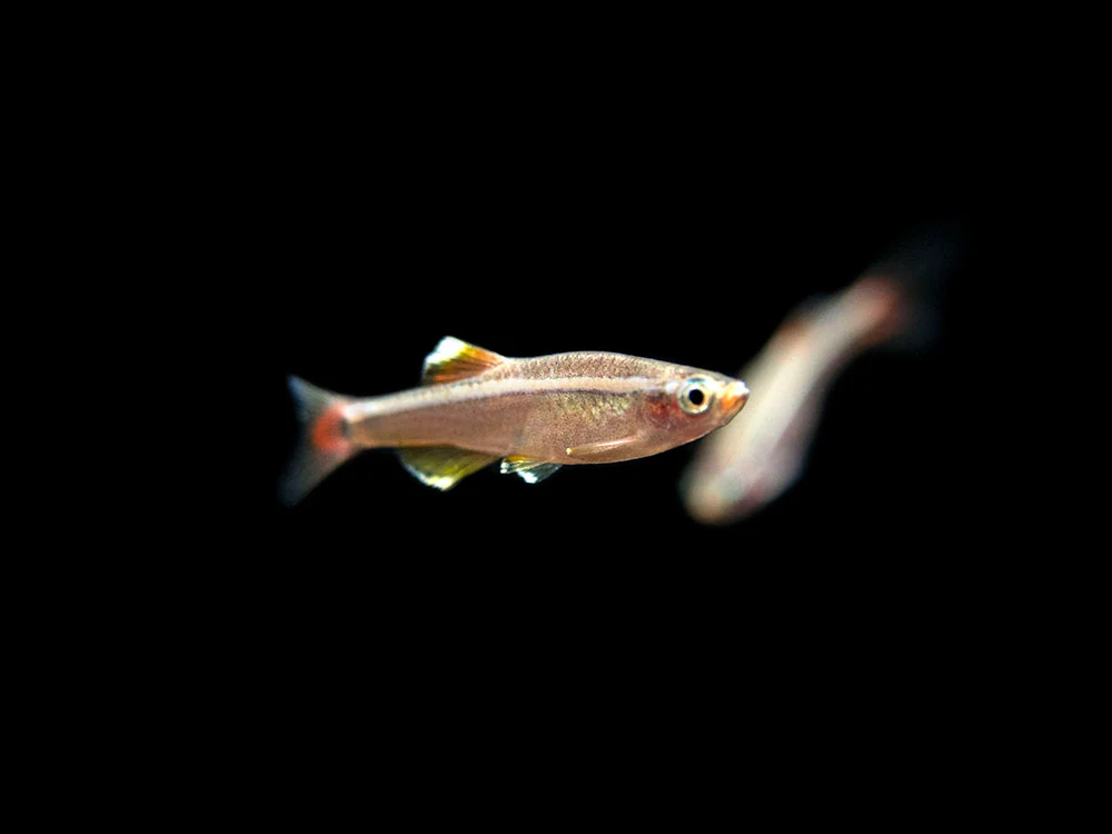 White Cloud Mountain Minnow (Tanichthys albonubes), Tank-Bred