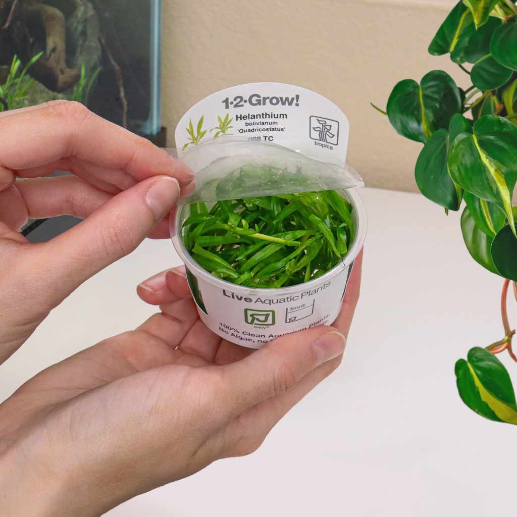 Helanthium Bolivianum 'Quadricostatus' Tissue Culture