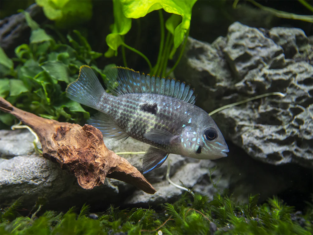 Green Terror Cichlid (Andinoacara stalsbergi), Locally Bred!