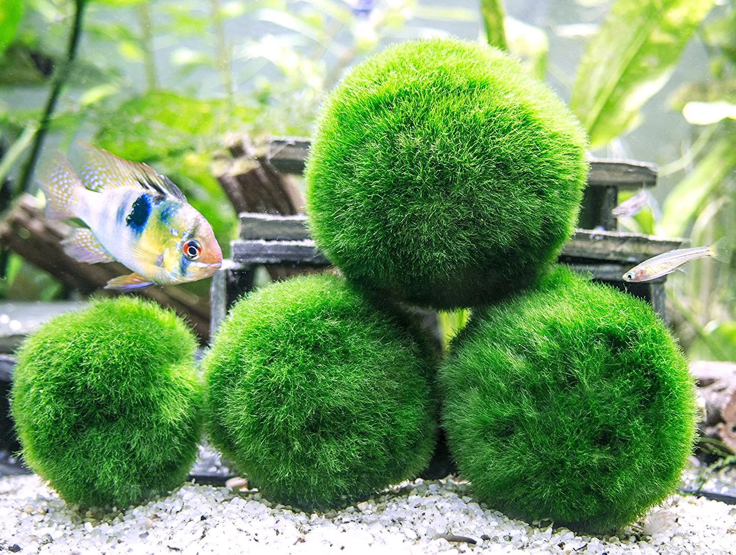 Aquatic Arts Marimo Moss Ball Fertilizer Food 8oz.