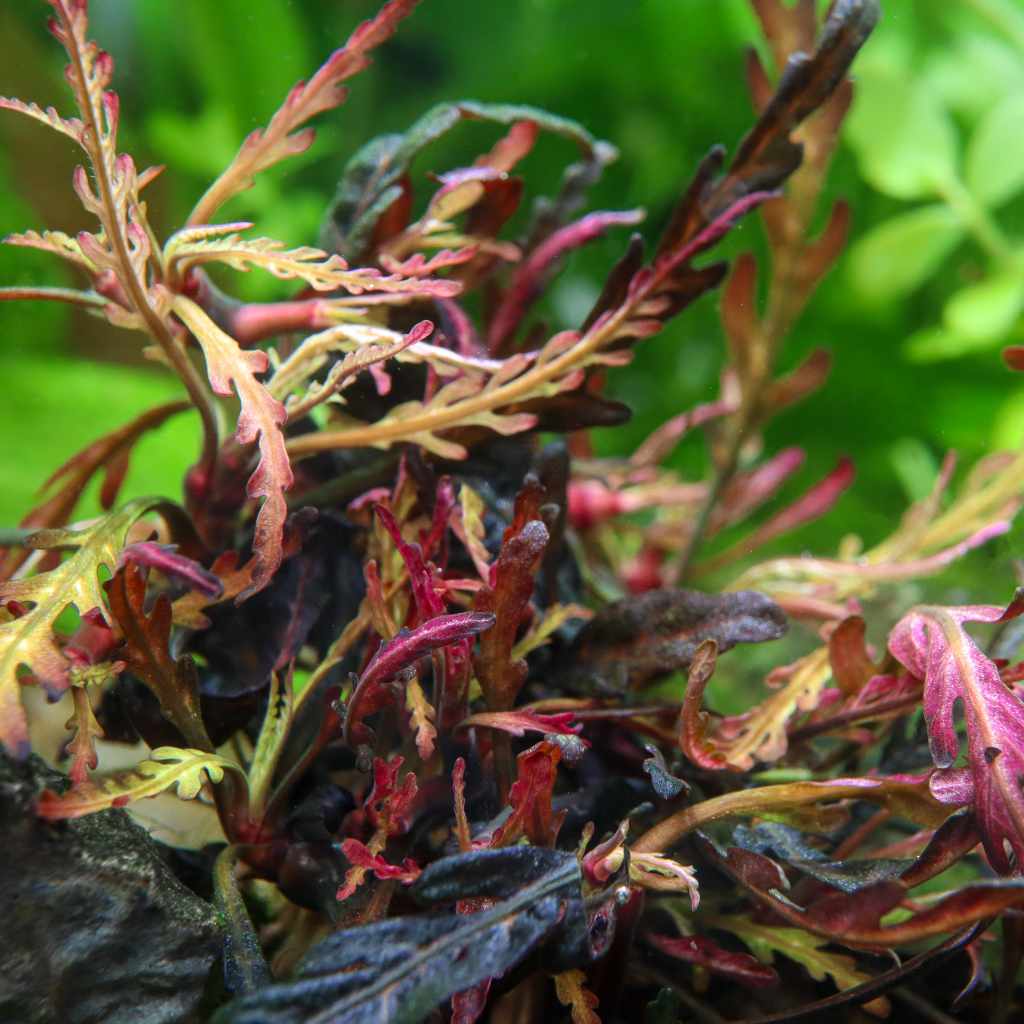 Hygrophila Pinnatifida Tissue Culture