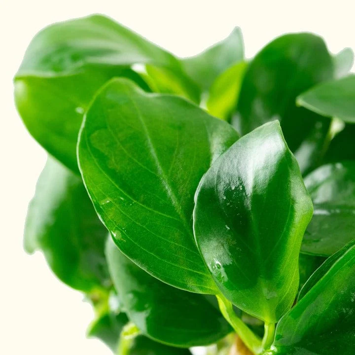 Anubias Barteri Nana Tissue Culture