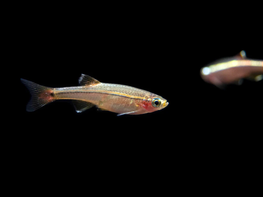 White Cloud Mountain Minnow (Tanichthys albonubes), Tank-Bred