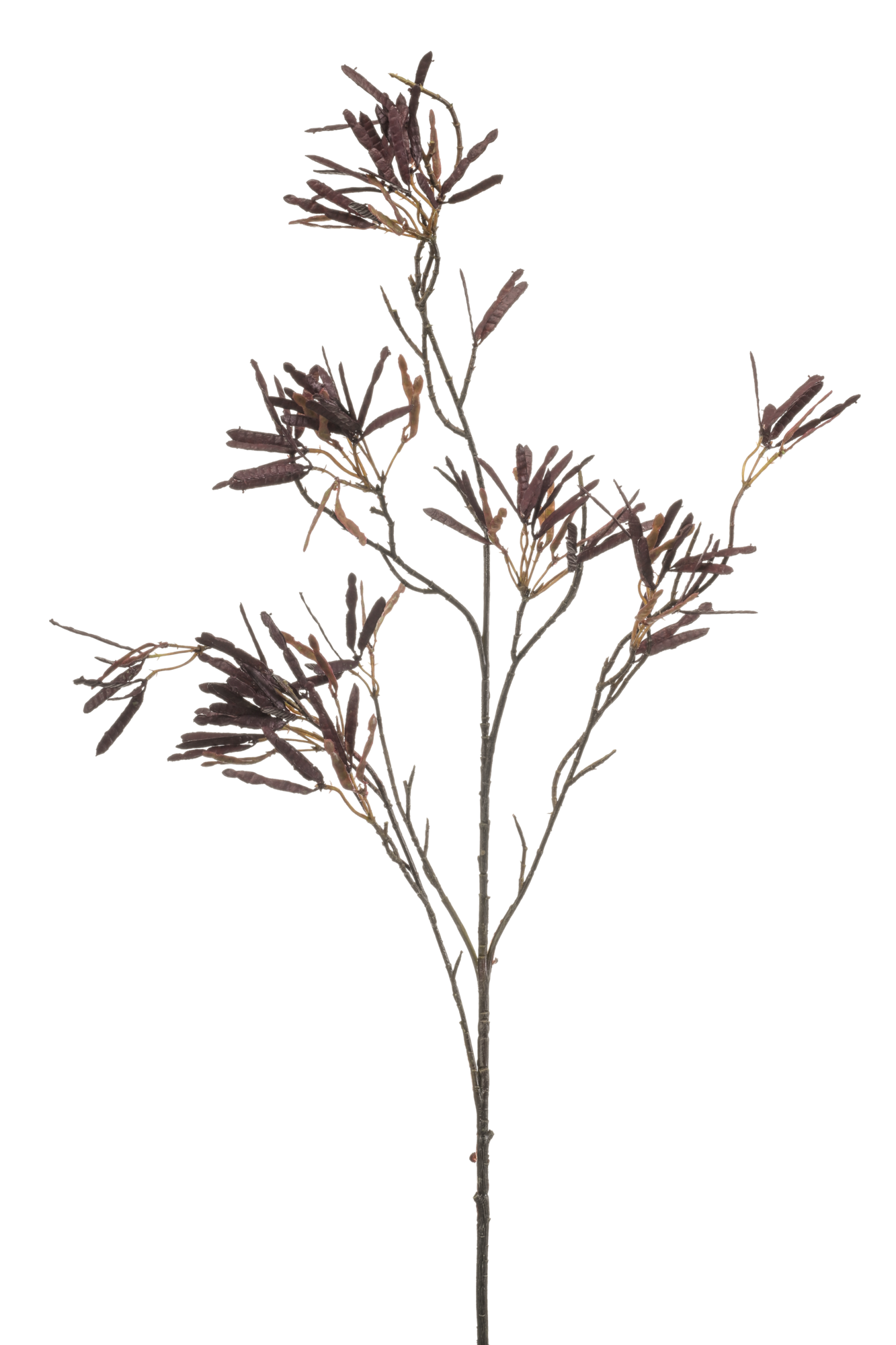 Maple seed burgundy
