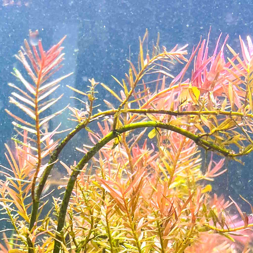 Rotala H’ra