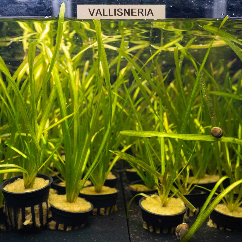 Vallisneria