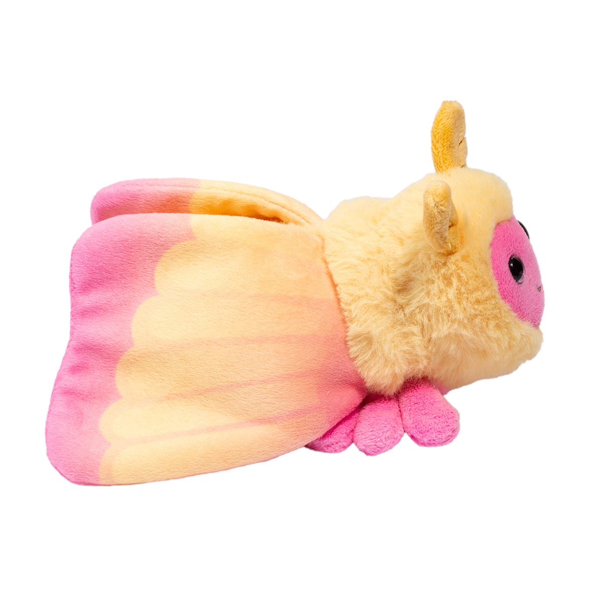Rosy Maple Moth