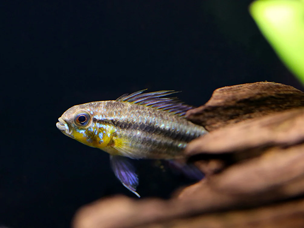 Two-Striped Dwarf Cichlid (Apistogramma bitaeniata) – Tank-Bred