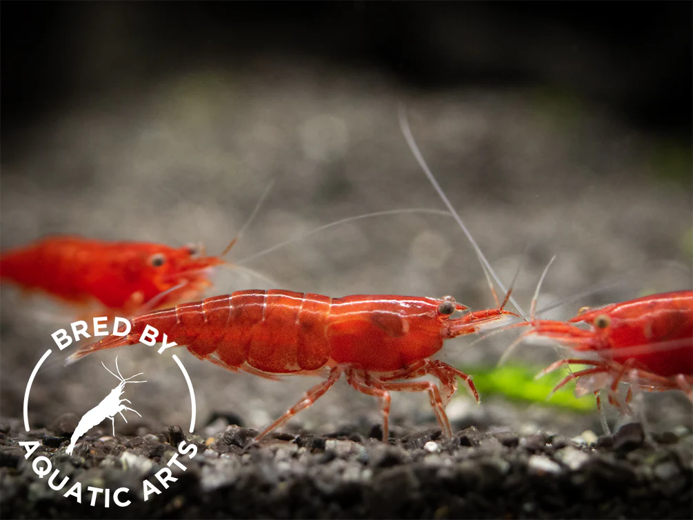 Bloody Mary Shrimp (Neocaridina davidi), BREDBY: Aquatic Arts