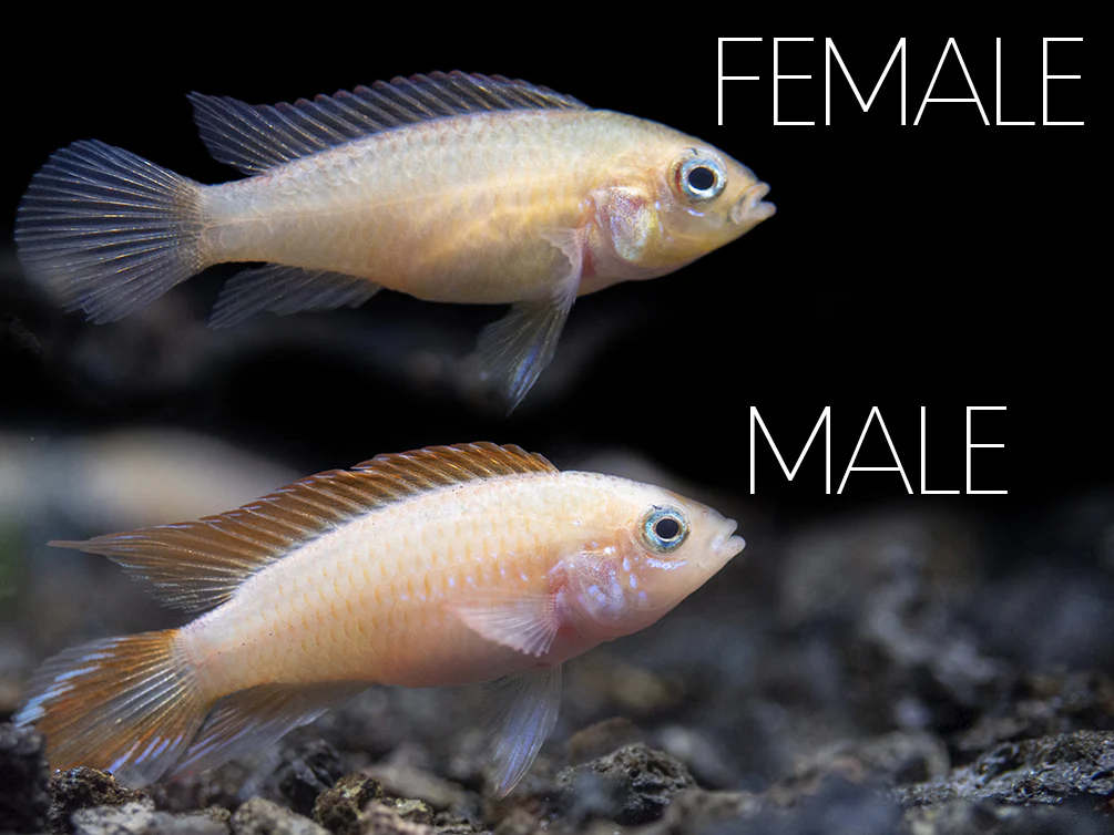 Gold Fire Red Agassizi's Dwarf Cichlid (Apistogramma cf. agassizii), Tank-Bred