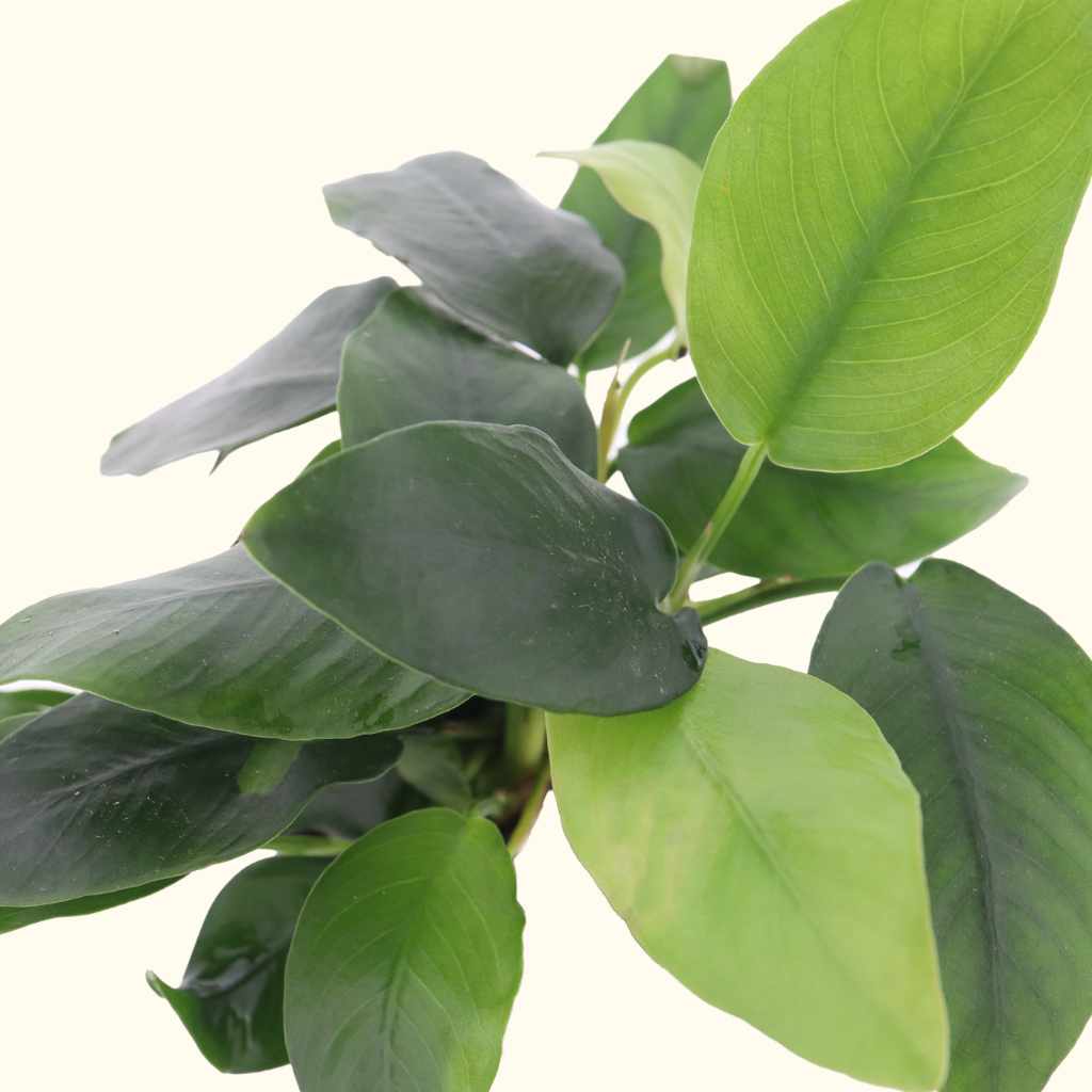 Anubias Nana
