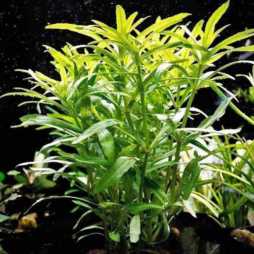 Pogostemon Stellatus 'Octopus'