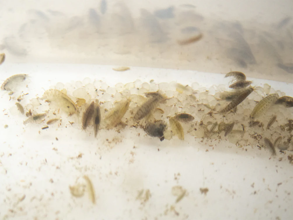 Live Daphnia and Scud Cultures Combo Pack - Aquatic Arts