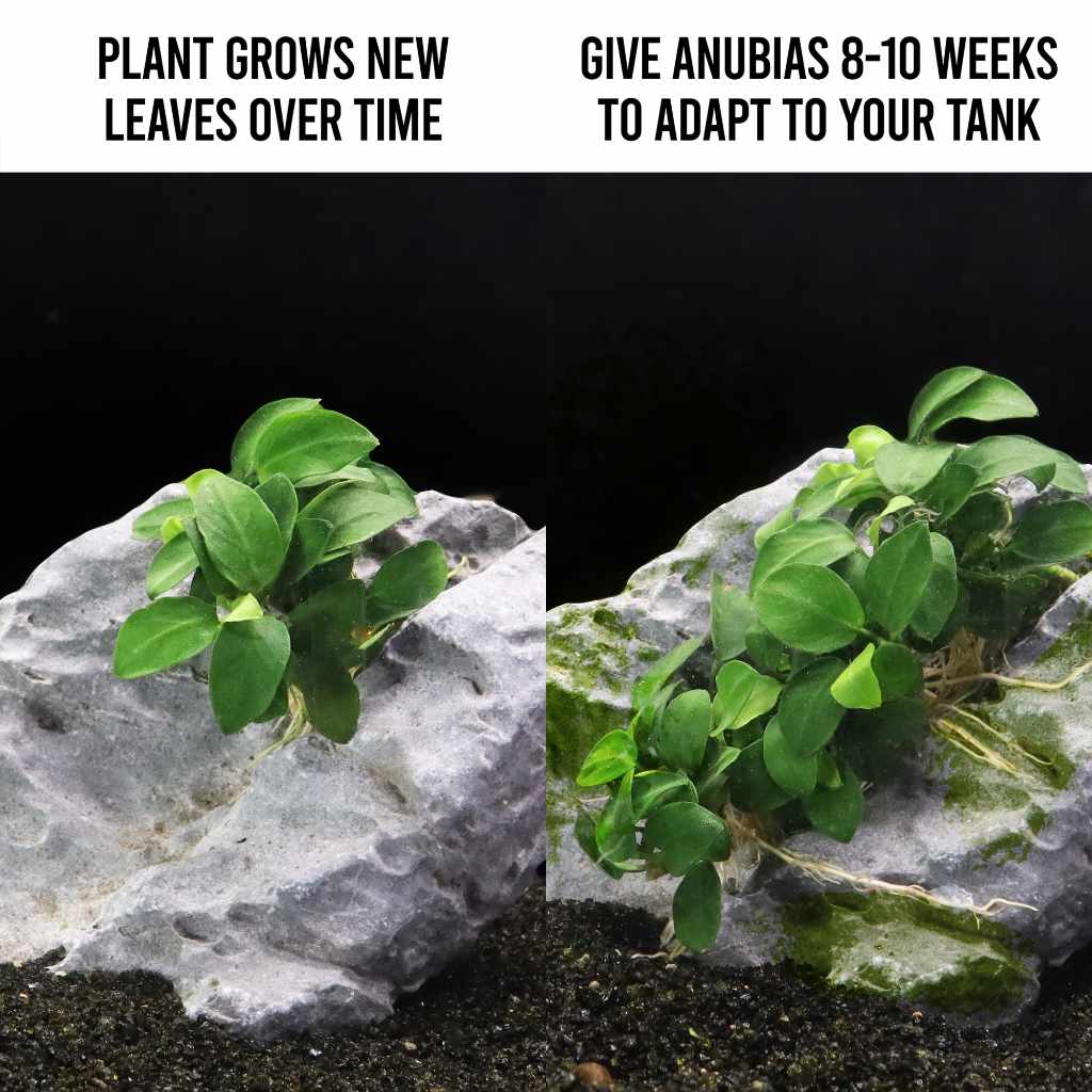 Anubias Nana Petite