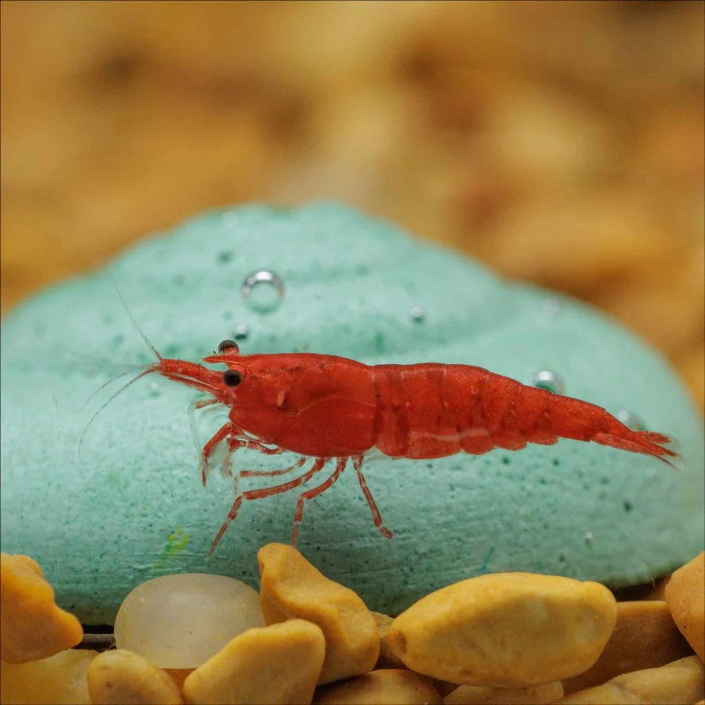 Easy Shrimp and Snail Shells