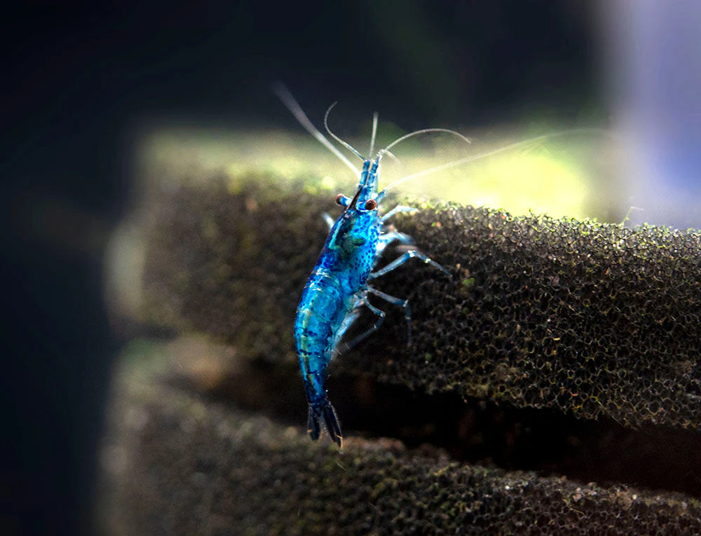 Dream Blue Velvet Shrimp Breeder Combo Box