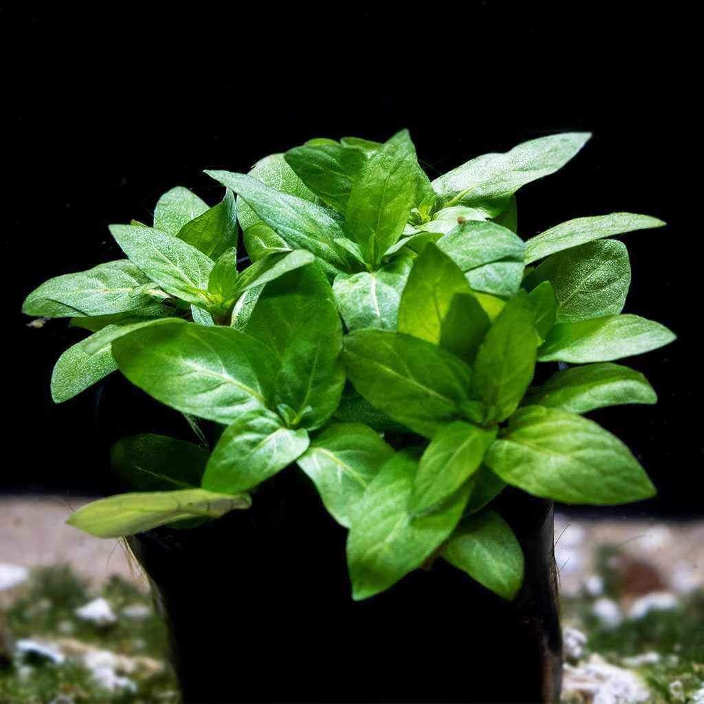 Staurogyne Repens