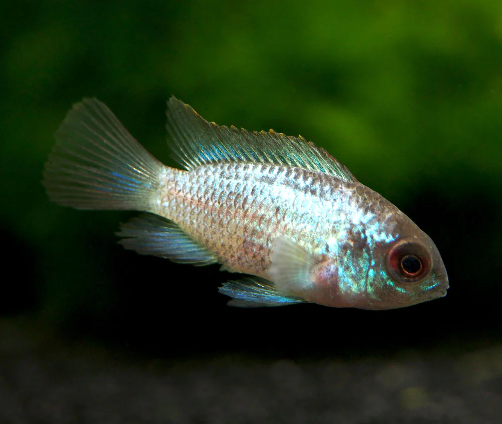 Electric Blue Acara Cichlid (Andinoacara pulcher hybrid), Tank-Bred!