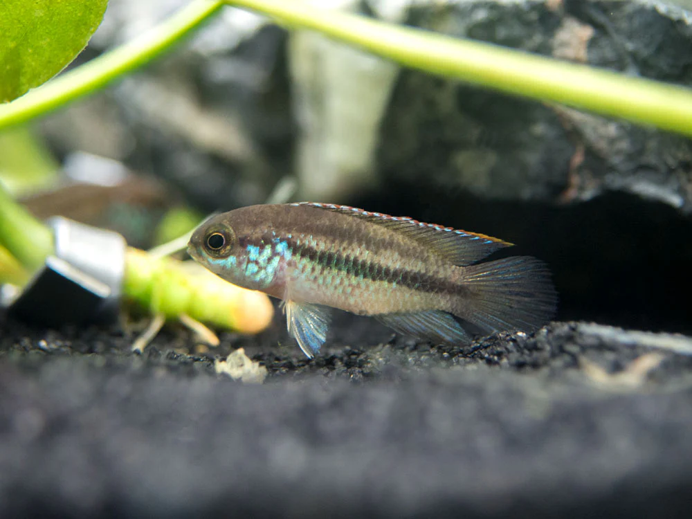 Golden Dwarf Cichlid (Nannacara anomala), - Tank Bred