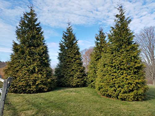 Green Promise Farms ENTHGG03 Live Plant Thuja-X Green Giant Evergreen (Western Arborvitae), 3 Gallon